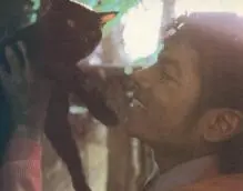 Jackson 5 - Majk a cica.jpg